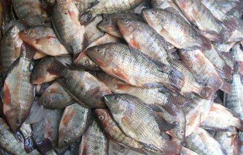 أسعار الأسماك في السوق اليوم الجمعة  مارس 