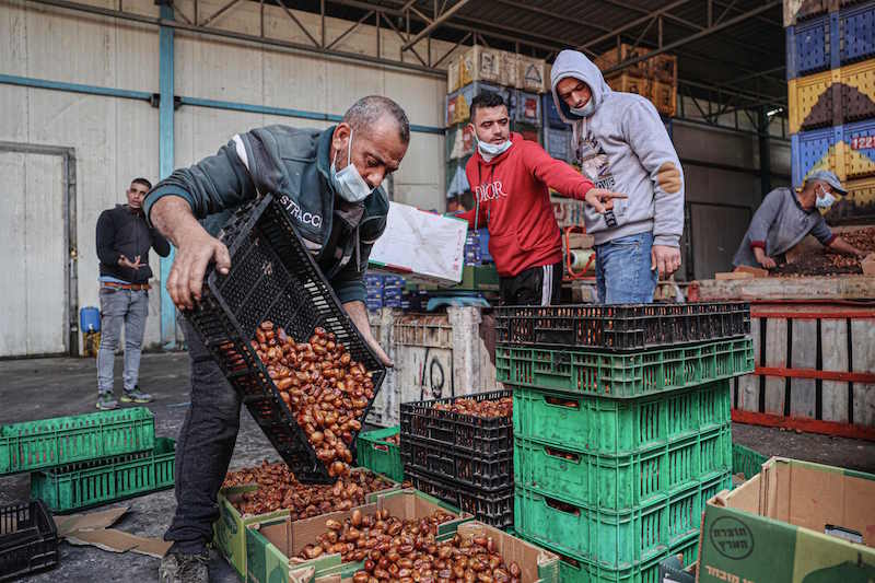 عمال فلسطينيون يقومون بفرز وتعبئة التمور استعدادا لصيام شهر رمضان في مدينة خان يونس
