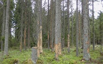   التغير المناخي يعزز خطر انتشار حشرات تقتل أشهر أنواع الأشجار في فنلندا