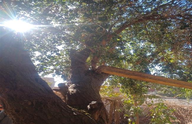  هنا ;نجع النبقة; حكاية شجرة جذرها في النيل ويستحم تحت ظلها العرسان| فيديو وصور 