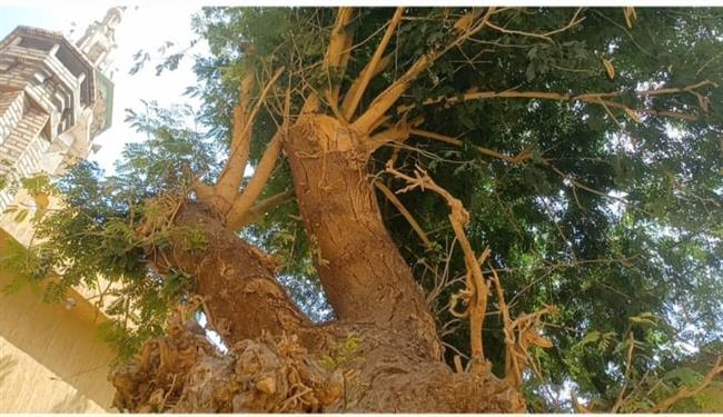 شجرة اللبخ حكاية  دقن الباشا  مع الوابورات ومدخنة الفحم بقرية الخضيرات| فيديو وصور 